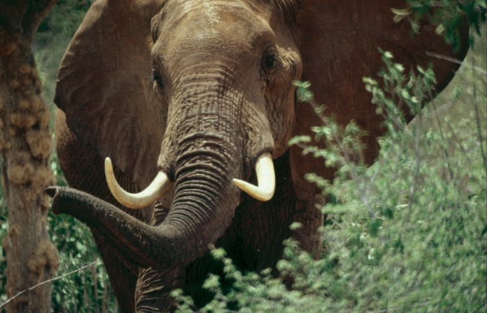 Elephant coming through the bushses, Kenya.