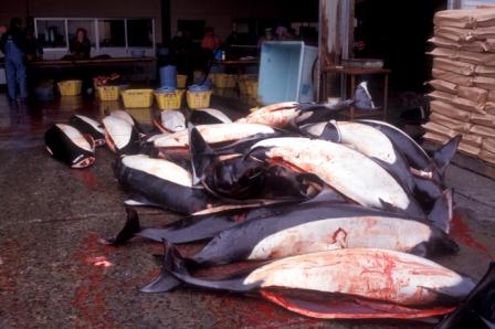 Dall's porpoises awaiting processing