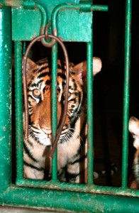 2001_02_Thailand_Nong_Ngu_Hua_Tiger_03