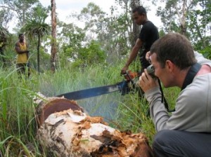 Illegal logging