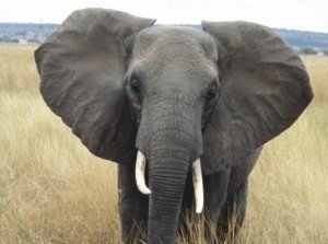 2008_08_Africa_Tanzania_Tarangire_National_Park_02
