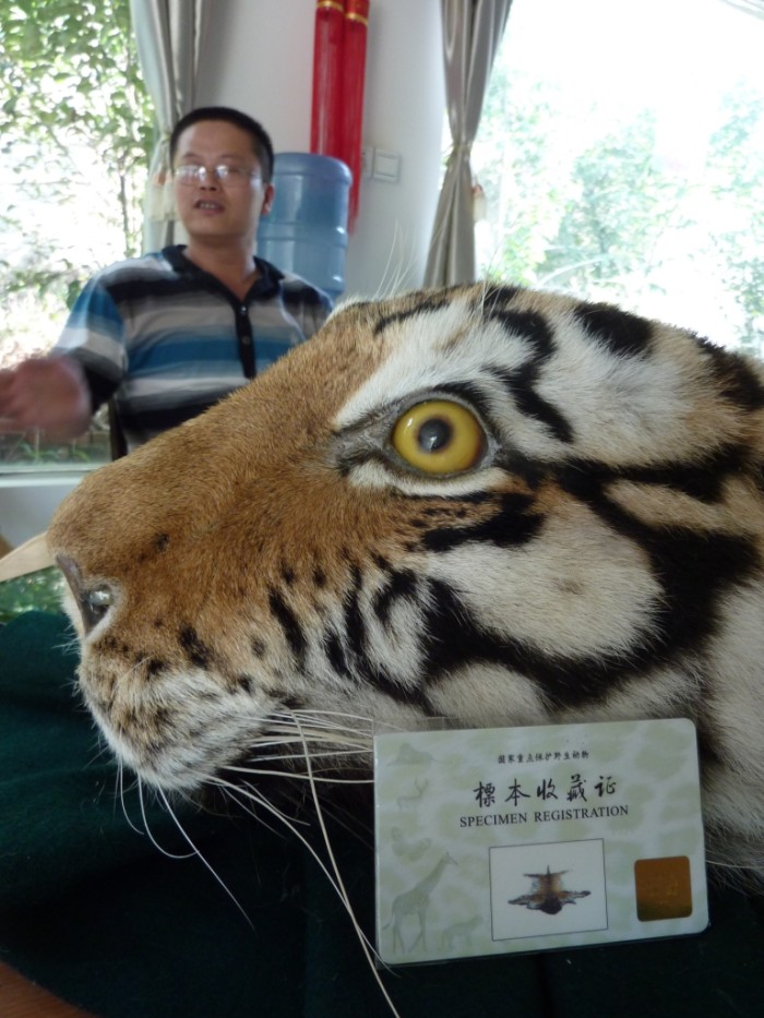 Tiger skin with official permit (c) EIA
