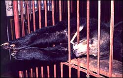 Bears are drugged with the illegal drug, ketamine, before being milked for their bile (c) Animals Asia