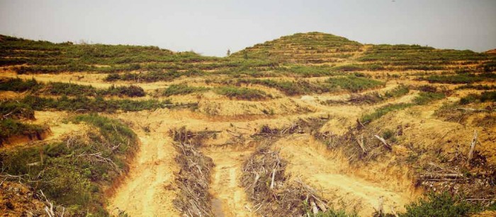 Cleared land at Muara Tae (c) EIA & Telapak