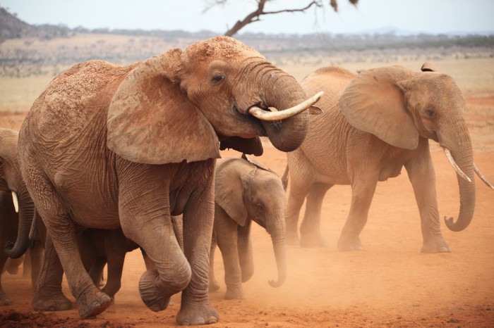 Elephants-Kenya 1-c. Mary Rice
