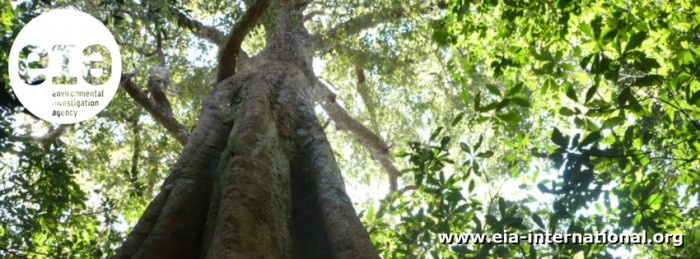 Forests banner