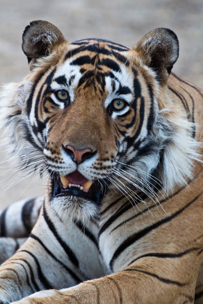 Male tiger