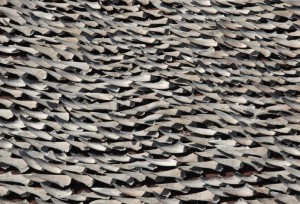 Over ten thousand pieces of shark fins are dried on the rooftop of a factory building in Hong Kong (c) REUTERS - Bobby Yip