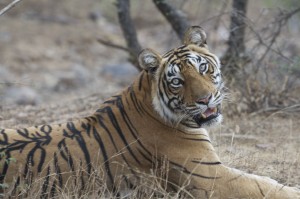 Ranthambore Tiger