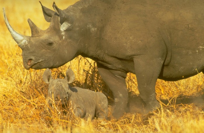 Rhino mother and baby