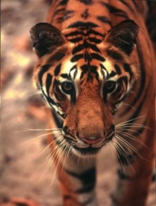 Bengal Tiger