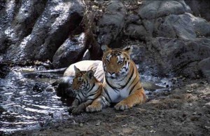 Tiger and cub