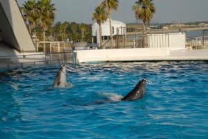 Dolphins perform in a Japanese aquarium (c) EIA