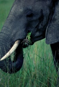 Elephant eating in Mikumi National Park, Tanzania.