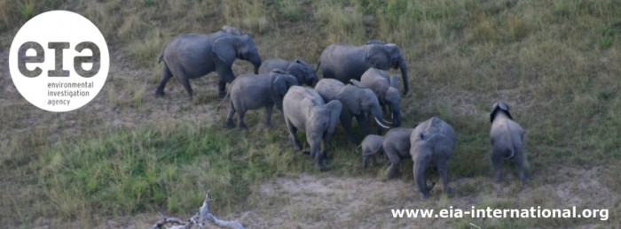 Elephants banner