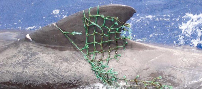 marine debris net