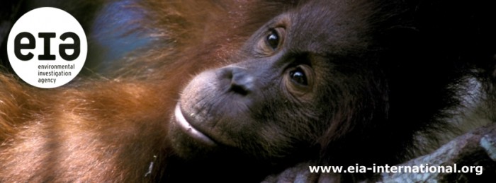 Orangutan banner