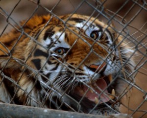 caged tiger