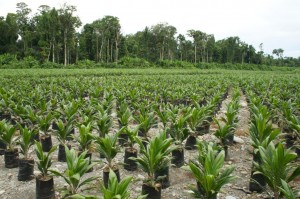 palm plantation