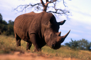 RHINOCEROS