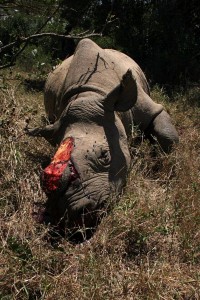 rhino