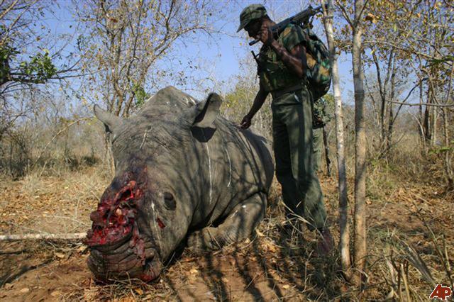 A new rhino poaching remedy to trigger alarm bells? EIA
